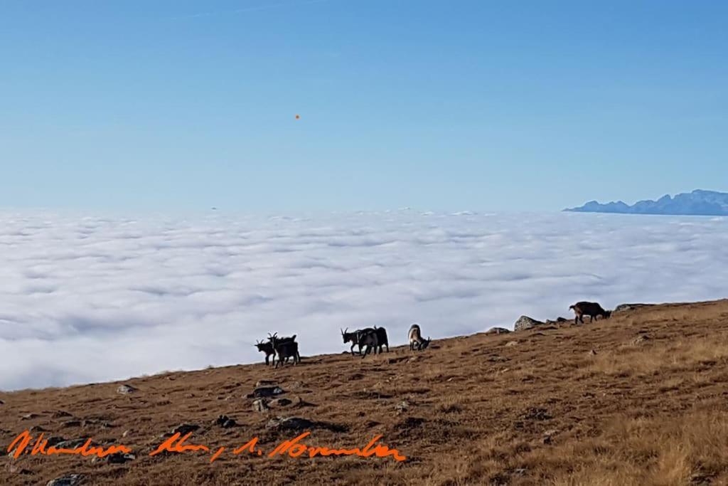 Dolomiten View - South Tyrol 维兰德罗 外观 照片